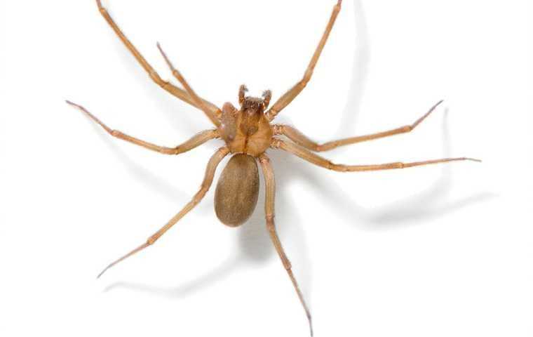 are brown recluse spiders poisonous