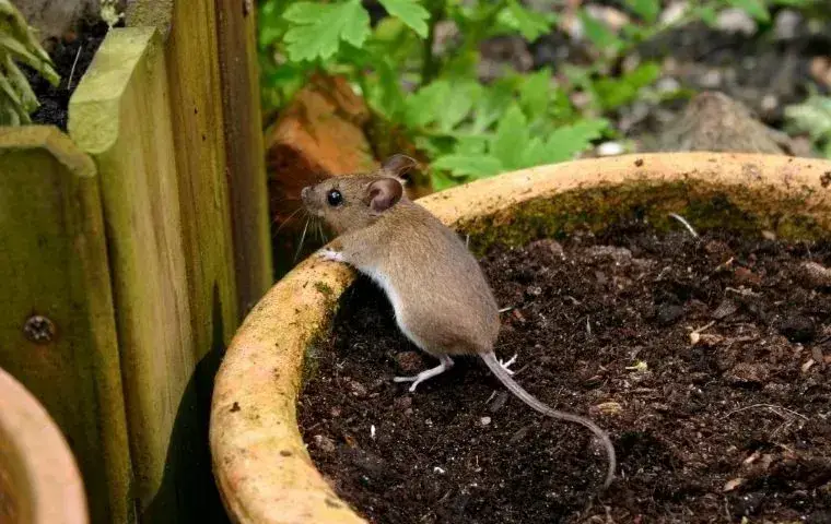 little mouse in a plant pot