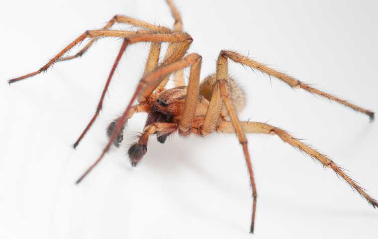 are hobo spiders poisonous