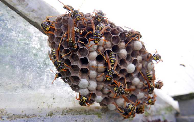 how to get rid of wasp nests