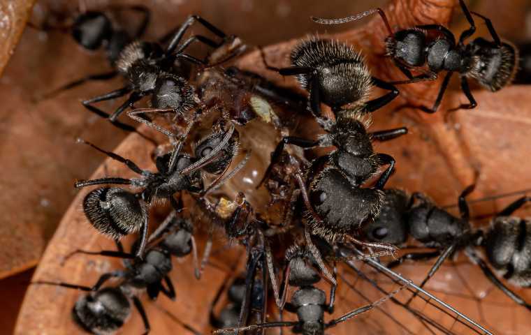 what do carpenter ants eat