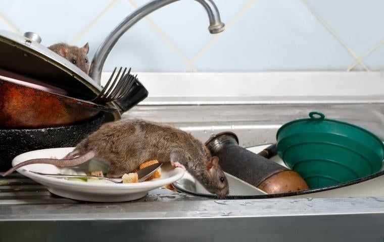 a rodent in a residential kitchen in Washington DC