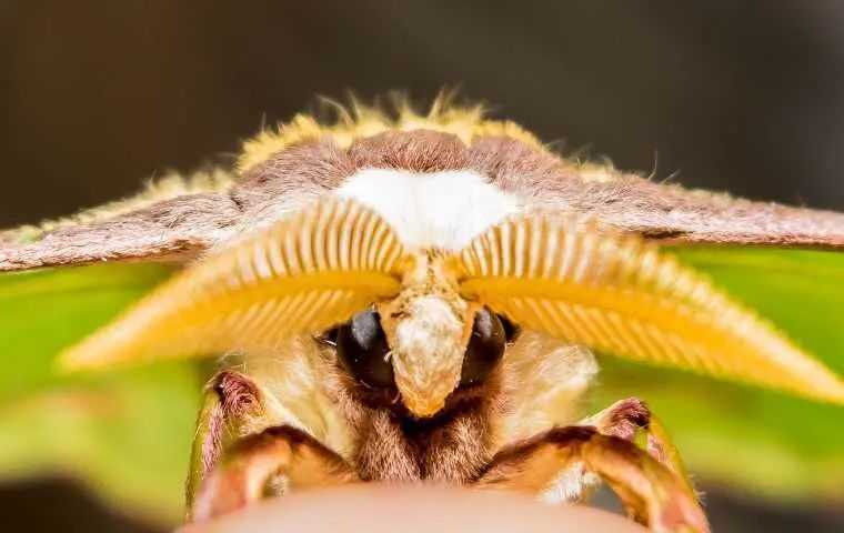 a moth up close