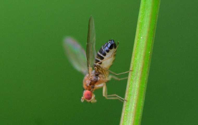what do fruit flies look like