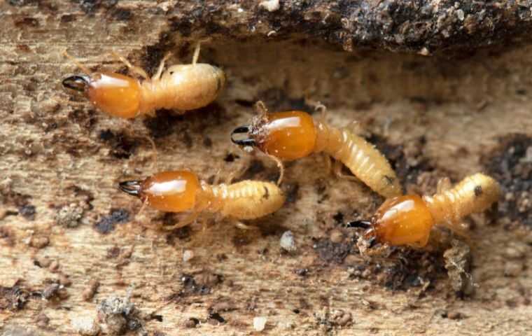 do termites bite