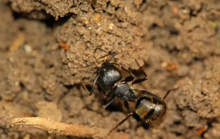 field ant in the dirt