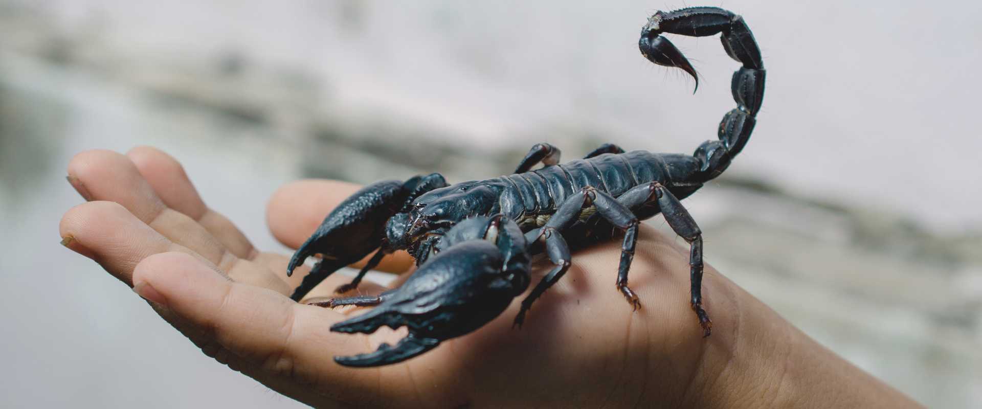 Scorpions  Miche Pest Control