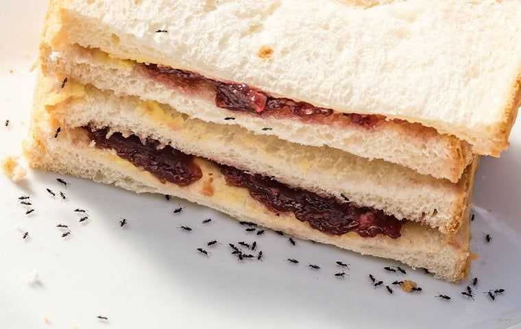 ants crawling on sandwich