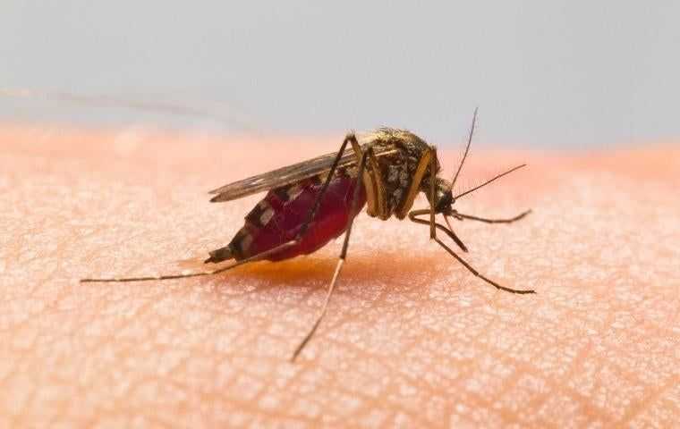 a mosquito biting a person in Manassas VA