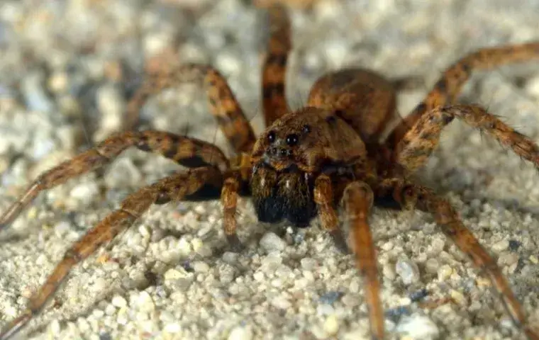 close up of spider on the ground