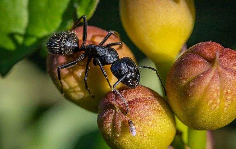 carpenter ants on fruit