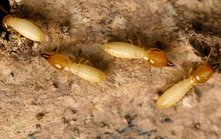 termites crawling through chewed wood