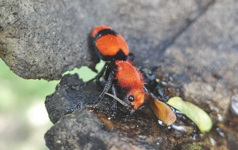 velvet ant on a rock