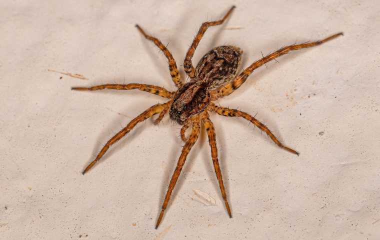 wolf spiders vs brown recluse spiders