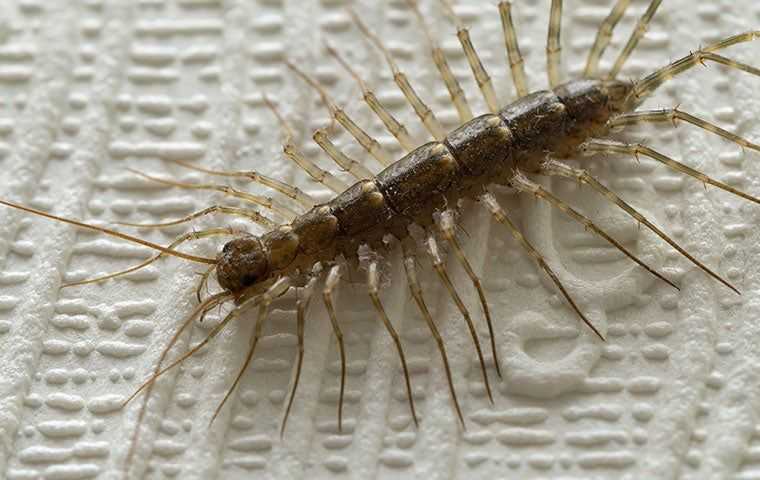 centipede in bathroom