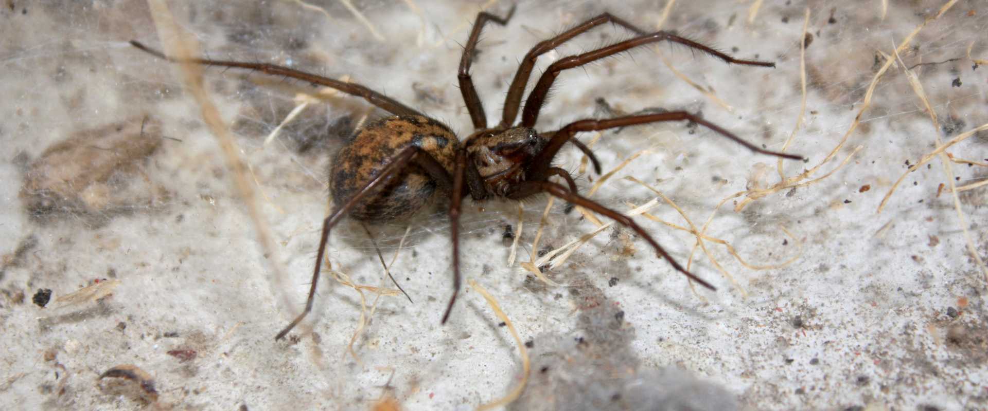 Hobo Spiders  Miche Pest Control