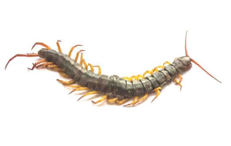centipede dangerous