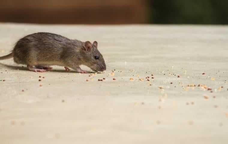 a house mouse foraging inside a home in Alexandria VA
