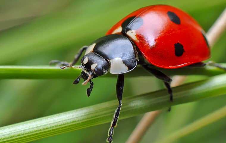 lady beetle on plant