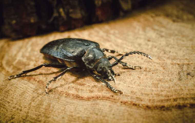 what do beetles look like