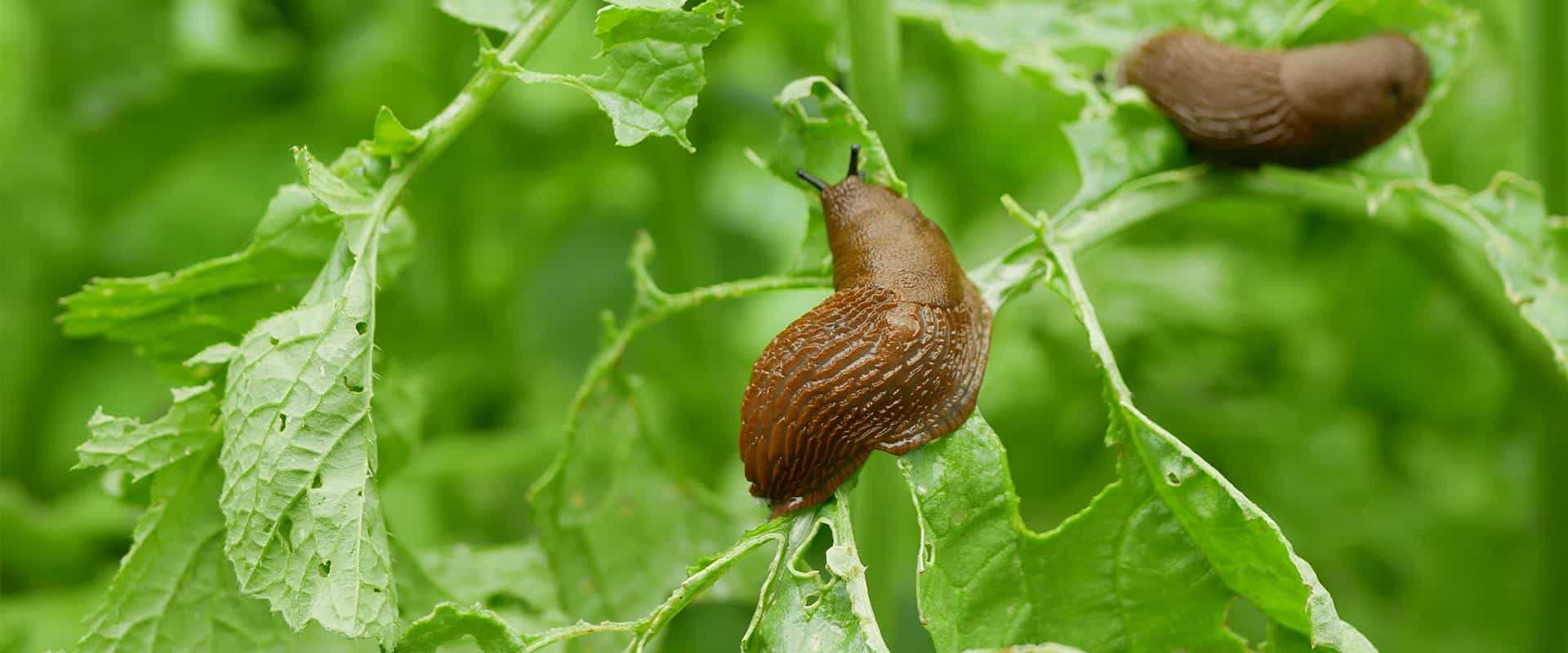 slugs on leaves