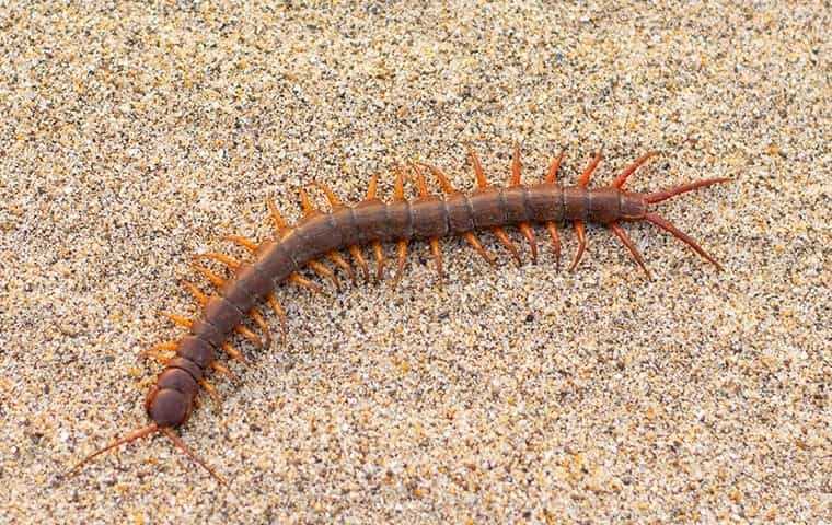 centipede in the sand