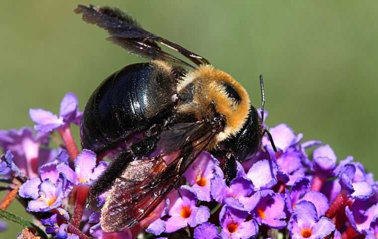 what do carpenter bees look like