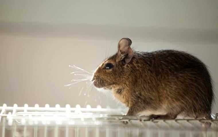 a rodent inside a home in Arlington VA