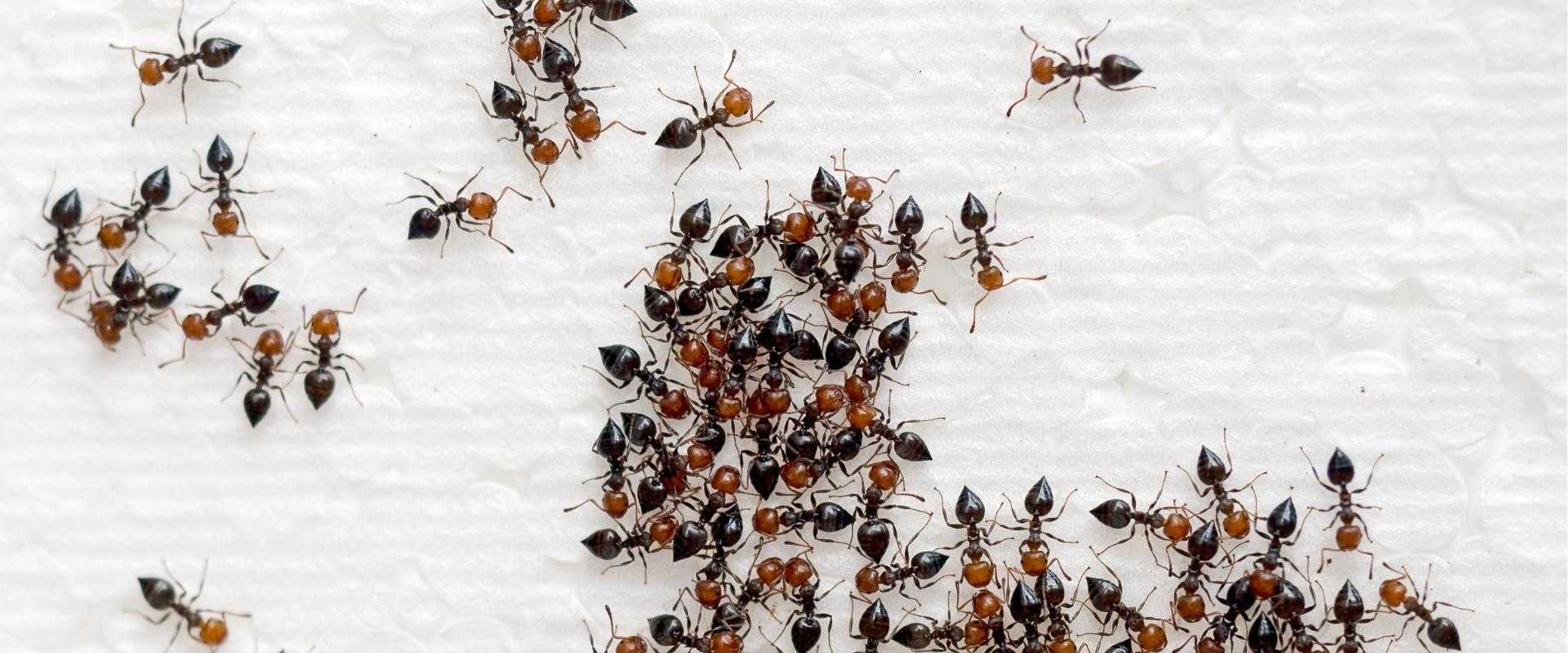 ants inside a home in Washington DC