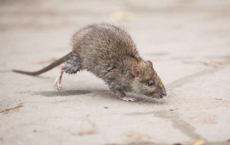rat vs mouse