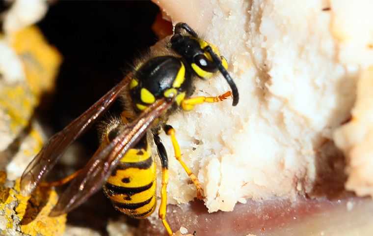 a big wasp on a nest