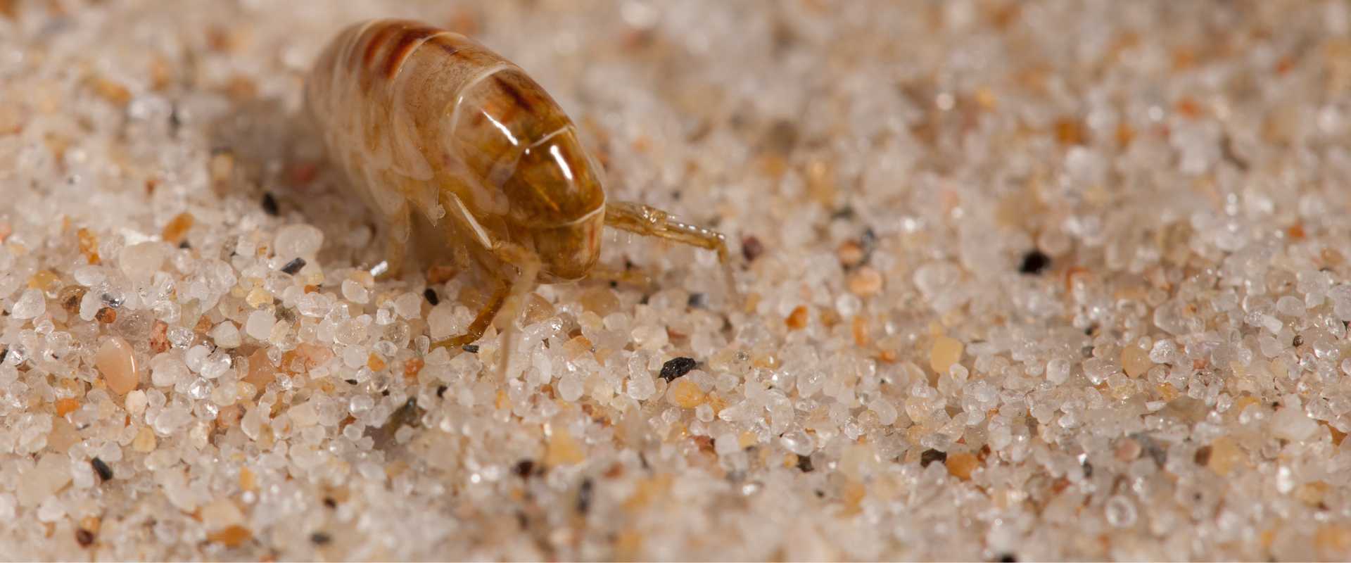 sand fleas