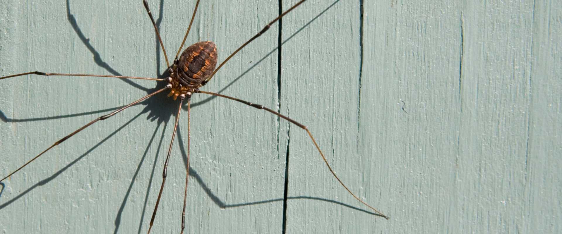 daddy long legs spiders