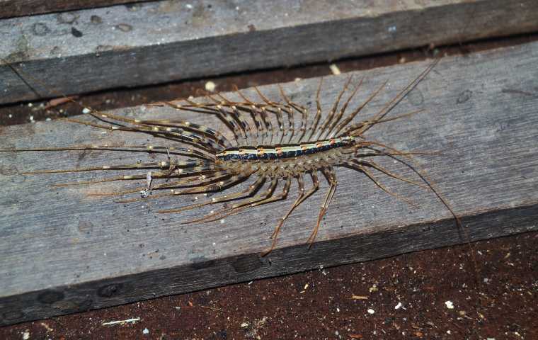 are centipedes poisonous