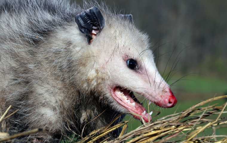 are opossums dangerous