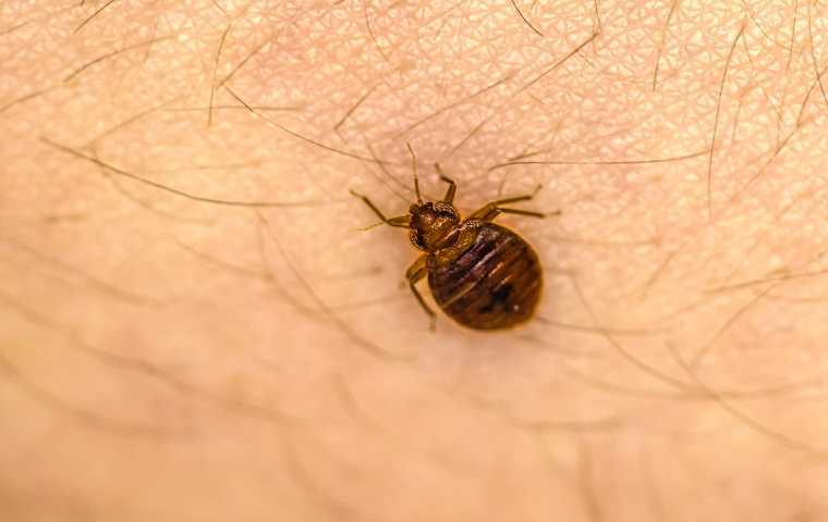 bed bug exterminator near me
