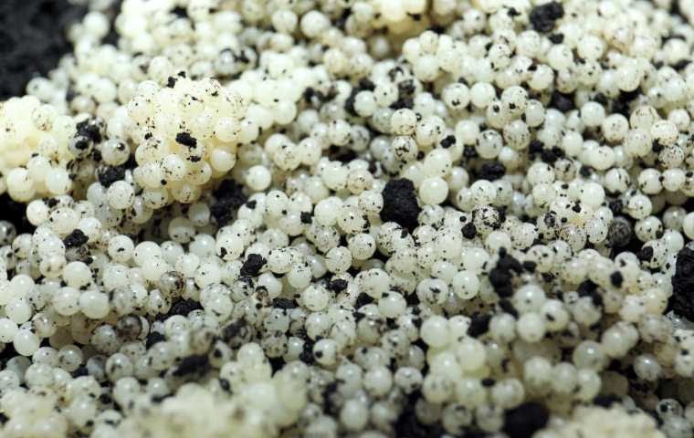 what do snail eggs look like