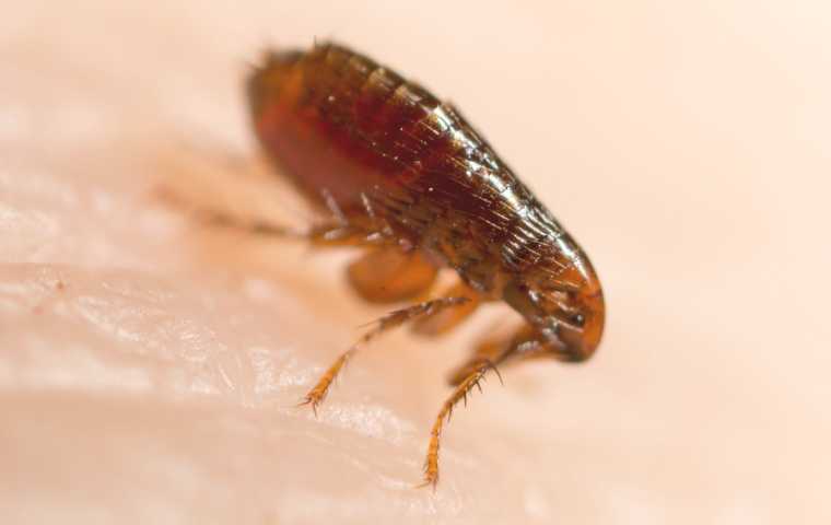 fleas vs bed bugs