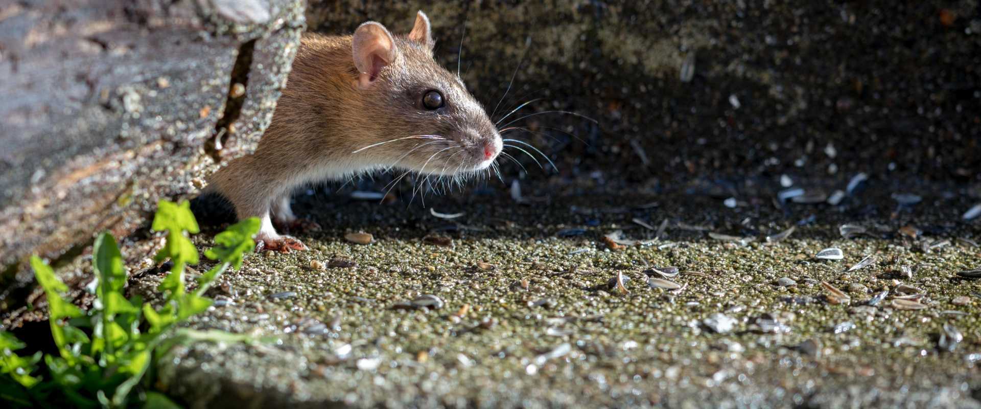 baltimore md rodent control