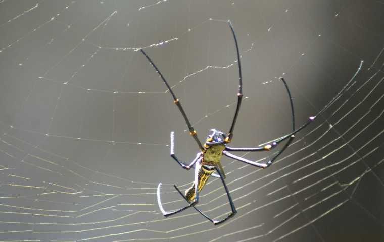 are orb weaver spiders poisonous