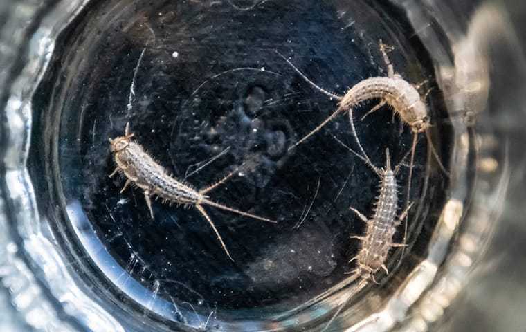 silverfish in a glass cup
