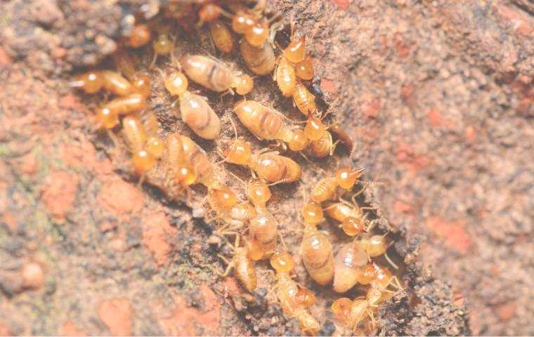 termite prevention treatment