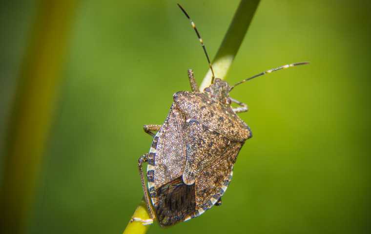 what do stink bugs look like
