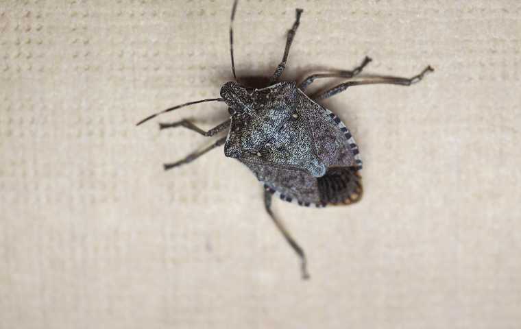 are stink bugs harmful