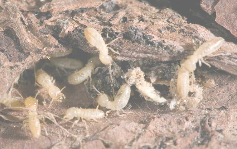 best way to protect your home from termites in washington dc