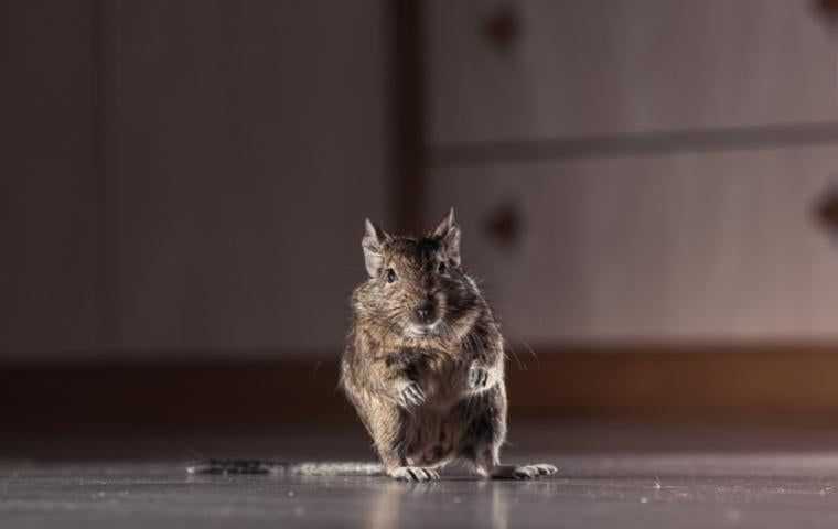 a rodent inside a home in Arlington VA